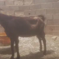 بزپاکستانی