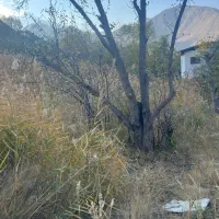 ۲۵۰ متر زمین داخل بافت در جاده هراز آب وهوای خنک|فروش زمین و ملک کلنگی|گزنک, |دیوار