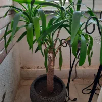 گل یوکا|گل و گیاه طبیعی|صدرا-فارس, فاز ۱|دیوار