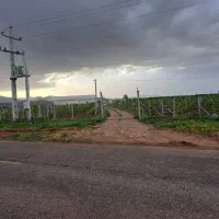 مزرعه انگور و گلخانه مکانیزه