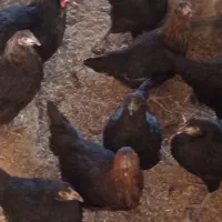 جوجه مرغ محلی 3 ماهه