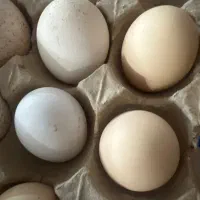 تخم مرغ نطفه دار