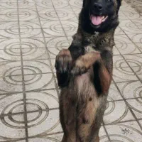 سگ مالی نیوز بلژیکی (سگ گارد) محافظ و نگهبان|سگ|تهران, لاله زار|دیوار