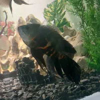 ماهی اسکار سوپر باله بلند اسکات سلطنتی