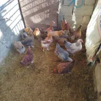 فروش مرغ|حیوانات مزرعه|اسدآباد, |دیوار