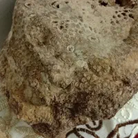 فسیل