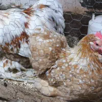 تخم کوشین|حیوانات مزرعه|لولمان, |دیوار