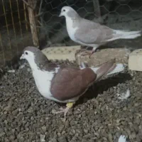 کبوتر چادری