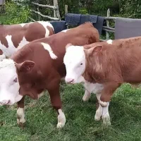 بازار دام گوساله سمینتال|حیوانات مزرعه|صفی آباد, |دیوار