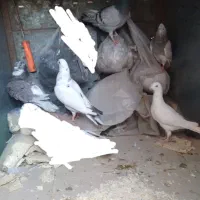 کبوترشهرستانی|پرنده|ساوه, |دیوار