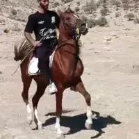 اسب نریان کرد|اسب و تجهیزات اسب‌سواری|شیراز, میانرود|دیوار