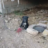 توله سگ جنس خوب