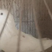 کفتر تهرونی نر|پرنده|تفت, |دیوار