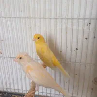 قناری مولد فنچ کینگ معاوضه فروش