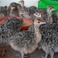 شترمرغ ومرغ خروس نژاد دار عمده|حیوانات مزرعه|رشت, منظریه|دیوار