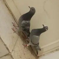 کبوتر پلاکی|پرنده|یزد, |دیوار