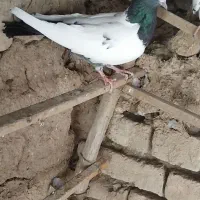 کفتر|پرنده|سلطانیه, |دیوار