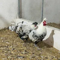 فروش مرغ وخروس زینتی اپنزلر سیلور|حیوانات مزرعه|هشتگرد, هیو|دیوار