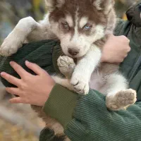 سگ هاسکی دو ماهه گمشده