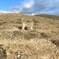 سگ سرابی نر اصیل