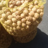 گردو تازه به قیمت عمده