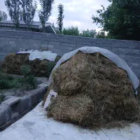 یونجه خالص