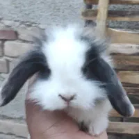 بچه خرگوش لوپ پشمالو