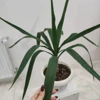 گیاه یوکا|گل و گیاه طبیعی|قزوین, |دیوار