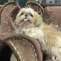 سگ شیتزو|سگ|جیرفت, |دیوار