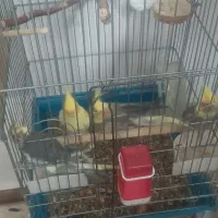 عروس هلندی جفت