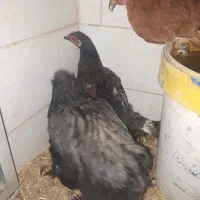 مرغ تزعینی برهماو۲خروس اول متنوبخونیدبعدپیام بدهید|حیوانات مزرعه|کنگاور, |دیوار