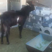 فروش یک راس چبش پاکستانی|حیوانات مزرعه|جهرم, |دیوار