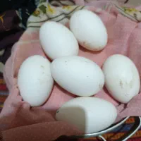 تخم وقوقاز گردن ماری نطفه دار