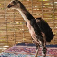 جوجه اوشامو فستیوالی