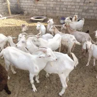 4 عدد بز نر یک ساله
