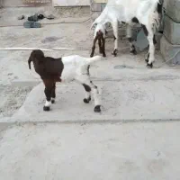 بزه دو کهری مری