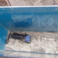 اکواریوم|ماهی|همدان, |دیوار