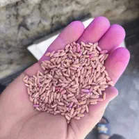 گندم  بذری|عمده‌فروشی|نورآباد, |دیوار