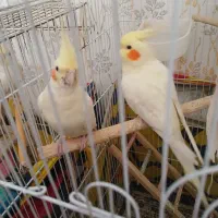 فروش سه عروس هلندی