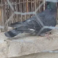 کفتر کبوتر|پرنده|تهران, سنائی|دیوار