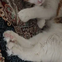 واگذاری گربه( رایگان )|گربه|بومهن, |دیوار