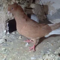 ماده زرد دم سفید  خال سیا