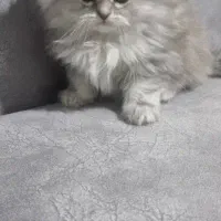 بچه گربه برایش اسکاتیش دو ماهه|گربه|اصفهان, شهرستان|دیوار