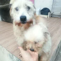 واگذاری رایگان تریر پا بلند