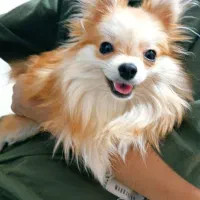 سگ پامرانین|سگ|خاوران, |دیوار