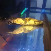 ماهی اکواریوم|ماهی|تهران, مجیدیه|دیوار