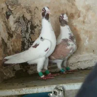 کفتر پرشی المانی پلنگ سرخ سیاه سبز کاکلی‌ یهودی|پرنده|مشهد, نظام دوست|دیوار