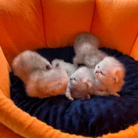 بریتیش سیلور روشن