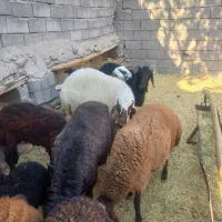 فروش بره کشتاری