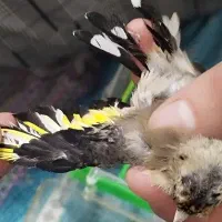 جوجه سهره نر|پرنده|ملایر, |دیوار